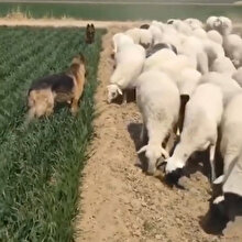 Yeni mahsulü koyunlardan koruyan çoban köpekleri