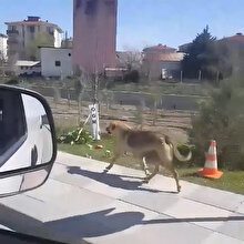 Kilometrelerce yürüyerek yavrularına mama getiren köpek