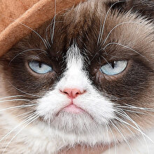 Cüce olan fenomen kedi Grumpy Cat öldü