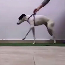 Uzun bir çabanın ardından yürümeye başlayan fiziksel engelli köpeğin mutluluğu
