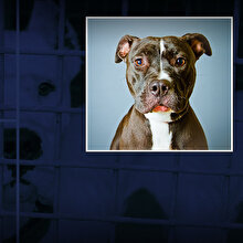 Pitbull masum olabilir mi? Köpek saldırıları cinsle mi eğitimle mi ilgili?