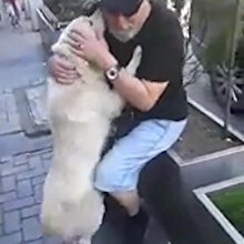 Bayram için gittikleri Bartın'da kaybolan köpeklerini bulan ailenin sevinci