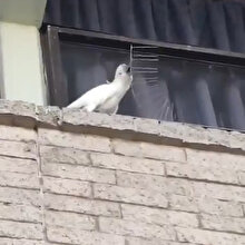 Kuşların konmaması için örülen iğneli demirleri aşağı atan papağan
