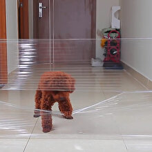 Hayvanseverleri kuşkuya düşürecek yeni sosyal medya akımı: Invisible Challenge