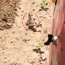 Tarladaki yumurtaları korumak için traktörün önüne atlayan kuş