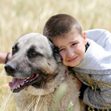 4 yaşındaki Ali Kangal köpekleriyle büyüyor