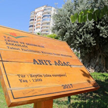 Asırlık zeytin ağacı yeniden meyve verdi