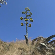UNESCO'nun Dünya Kültür Mirası Listesi'nde bulunan Agave bitkisi Silivri'de çiçek açtı