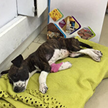 İnsanlığa yakışmadı: Yavru köpeği poşete koyup çöpe attılar