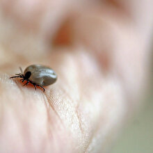 Çağın hastalığı: Lyme nedir?