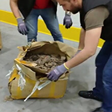 İstanbul Havalimanı'nda kaçak pangolin pulu yakalandı