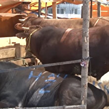 Bir ton 200 kilogramlık tosun 22 bin liraya satıldı