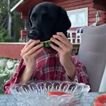 Karpuz meraklısı köpeğin sahibiyle yaptığı kafa karıştıran gösteri