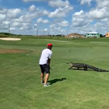 Bahçeye giren timsahı umursamayıp golf oynamaya devam etti