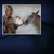Annesi ölen tayı bırakmadı: Biberonla besliyor