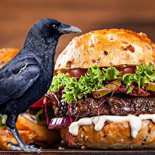 Fast food pişmanlıktır: 'Kargaların bile kolesterolü arttı!'
