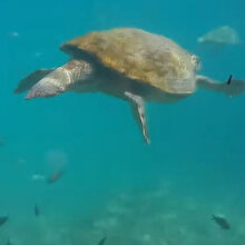 Caretta carettalar turistlerle yüzdü