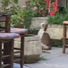 Kuşu yakalamaya çalışan kedi havuza böyle düştü