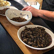 Lüks restoranın özel menüsü 'böcekli yemekler'
