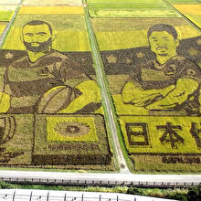 Japon çiftçiler Ragbi oyuncularını pirinç tarlalarına resmetti