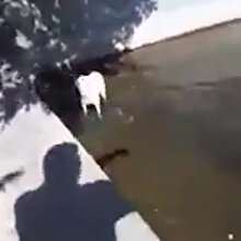 Köpek kurtarma operasyonunu anlattı; sosyal medyada ilgi odağı oldu