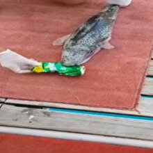 Teneke içecek kutusunu yiyen balon balığı amatör balıkçıları şaşırttı