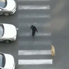 Yolunu değiştirip yaya geçidindeki köpeğe yardım eden adam