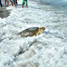 Sağlığına kavuşan Caretta Caretta, doğal yaşam alanına geri döndü