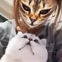 TikTok filtreleri kedilerin kafasını karıştırdı