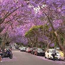 Sydney’i süsleyen mor güzellik: Jakaranda ağaçları