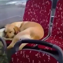 Yürekleri ısıtan görüntüler: Otobüs şoförünün araca aldığı köpek koltukta uyudu