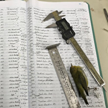 40 yıl süren araştırma: İklim değişikliği kuşları küçültüyor