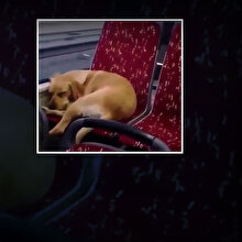 İnsanlık dersi: Şoförün otobüse aldığı köpek koltukta uyuyakaldı