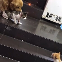Kavga etmek üzere olan kedileri ayıran sevimli köpek