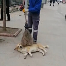 Temizlik görevlisinin süpürgesiyle sokak köpeğini keyiflendirdiği anlar