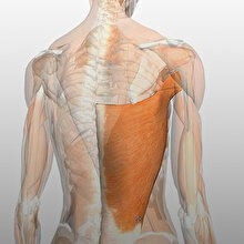 Vücut anatomisini öğrenmek isteyenler için başarılı servis: Google Body