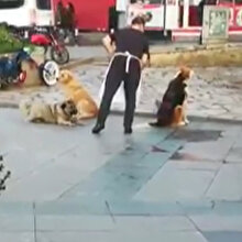 Esnafın sokak köpeklerine süpürge ile yaptığı masaj yürekleri ısıttı