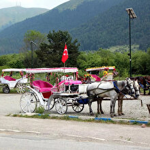 Bolu'da da sekiz at karantinaya alındı