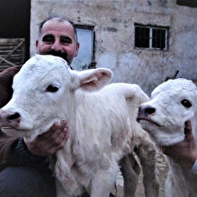 Tokatlı besicinin ineği ikiz doğurdu: Yerli otomobilin açıklandığı saatte doğdular