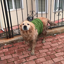 Çocuklardan anlamlı hareket: Sokak köpeğine üşümesin diye tişört giydirdiler