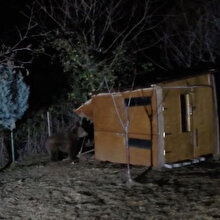 Kocaeli'de aç kalan ayılar ahıra saldırdı