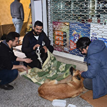 Esnaftan örnek davranış: Sokak köpeklerini ısıtıp karınlarını doyurdular