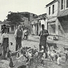 Şark dünyasının sırlı kedileri