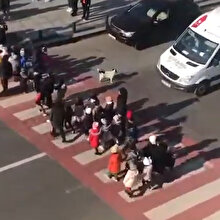Çocukların güvenli bir şekilde karşıya geçmesine yardımcı olan sokak köpeği