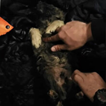 Erzurum'da donmak üzere olan yavru köpeği kalp masajı yaparak hayata döndürdü