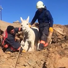 Malatya'da enkaz altında kalan hayvanlar özveriyle kurtarıldı
