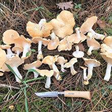 Mantarlar hakkında doğru bilinen yanlışlar