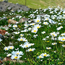 Karadeniz'in 13 cennet köşesi