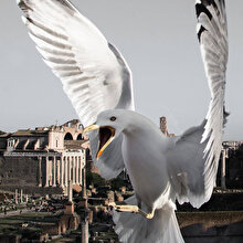Skander Khlif'in, "From Rome, With Birds" fotoğraf serisi 🕊
