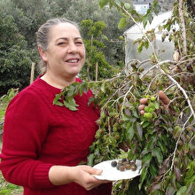 Türkiye'de bir ilk: Ketembilla meyvesi ürettiler